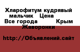 Хларофитум кудрявый мальчик › Цена ­ 30 - Все города  »    . Крым,Жаворонки